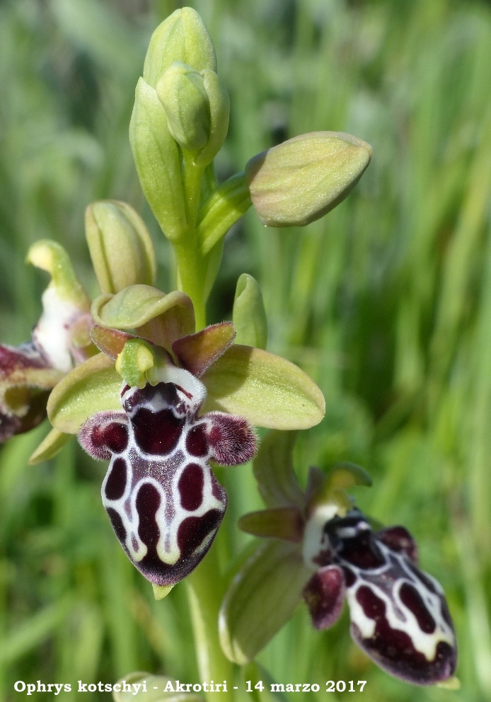 Cipro marzo 2017 : le orchidee di Venere.